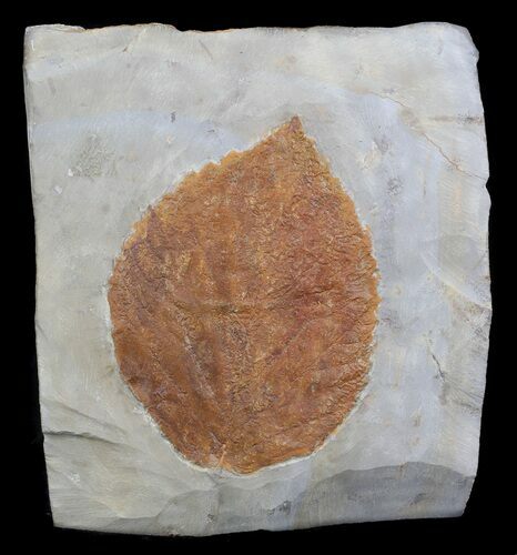 Fossil Leaf (Davidia antiqua) - Montana #35723
